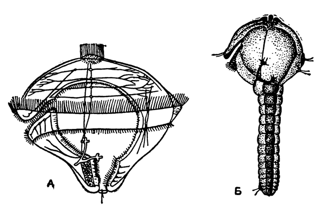 Трохофора морского кольчеца полигордия 