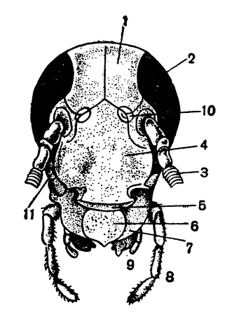Голова чёрного таракана (вид спереди)