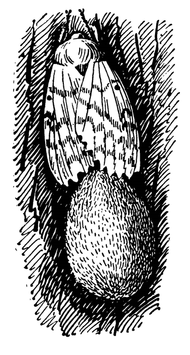Самка непарного шелкопряда у отложенных ею яиц