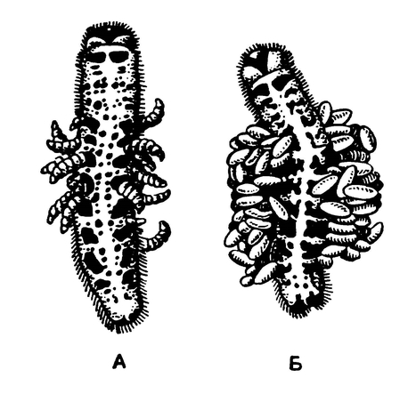 Личинки (А) и коконы (Б) наездников-мелкобрюхов на погибших гусеницах капустницы
