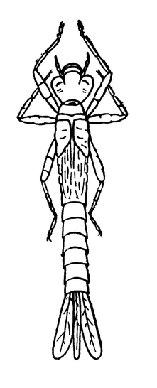Личинка стрекозы-лютки