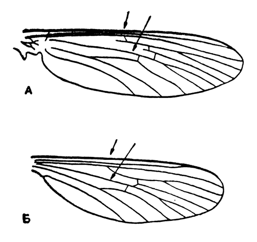Крылья малярийного и обыкновенного комаров