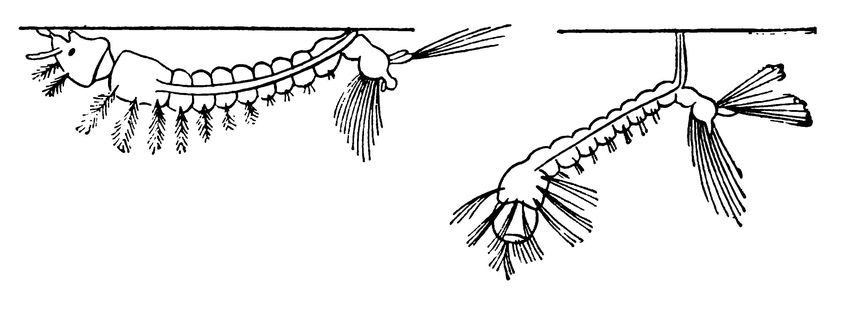 Личинки комаров в их характерных позах