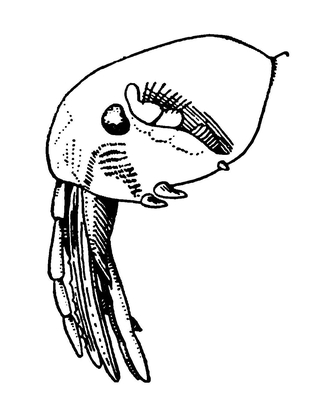 Голова и ротовые части блохи