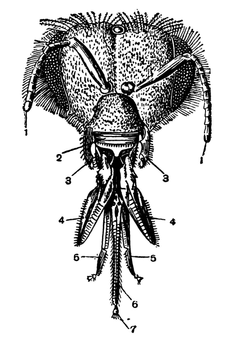 Голова и ротовые части пчелы