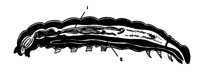 Схема продольного разреза гусеницы шелкопряда