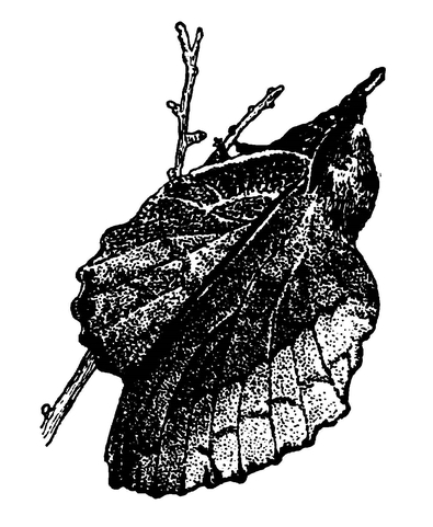 Шелкопряд «дубовый лист»