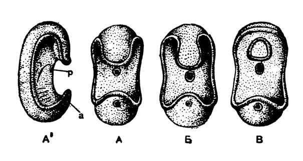 Различные формы молодых личинок иглокожих