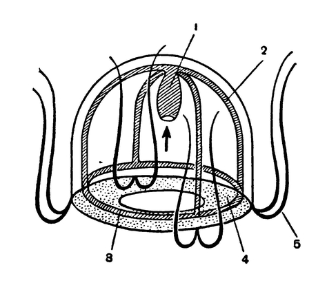 Схема строения гидромедузы