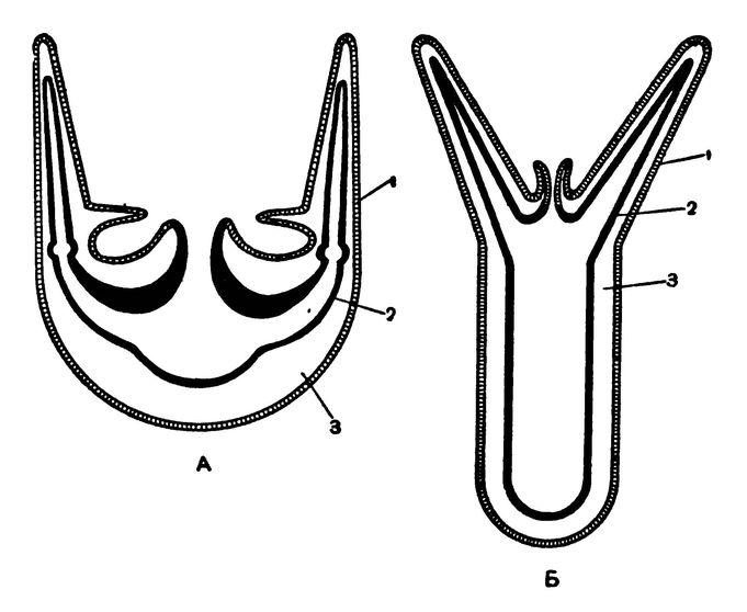 Схема строения медузы (А) и полипа (Б)