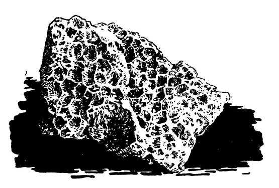 «Окаменевшие соты» (ископаемый коралл)