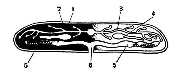 Схема поперечного разреза сосальщика