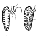 Схема строения лёгких у хвостатых амфибий (А, Б) и рептилий (В, Г)