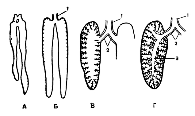 Схема строения лёгких у хвостатых амфибий (А, Б) и рептилий (В, Г)