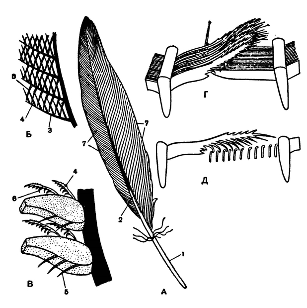 Схема строения пера