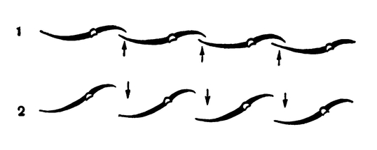 Схема положения маховых перьев (в поперечном разрезе) и действия сопротивления воздуха