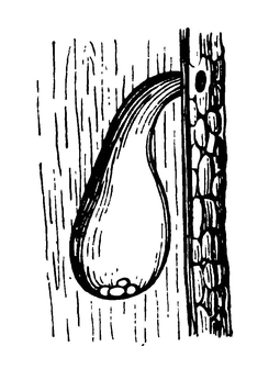 Дупло дятла с кладкой яиц (в разрезе)