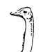 Африканский страус