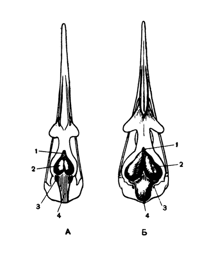 Сравнение черепов и очертаний головного мозга у ихтиорниса (А) и современной чайки (Б)