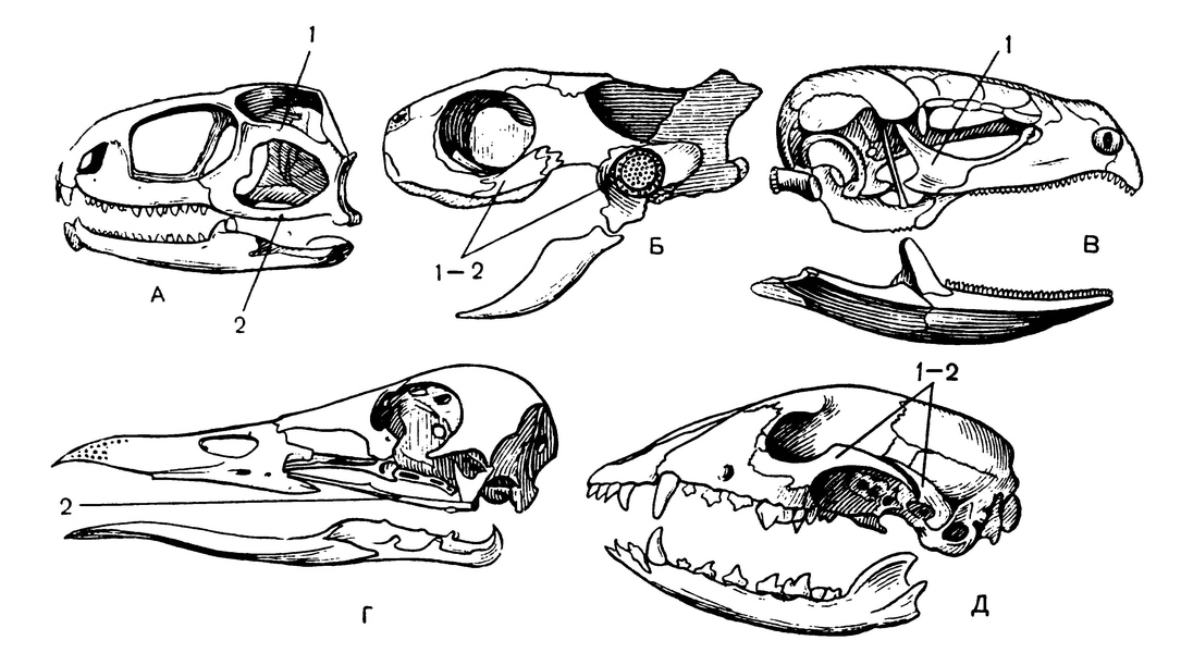 Строение черепов различных позвоночных животных, имеющих разное строение височных дуг