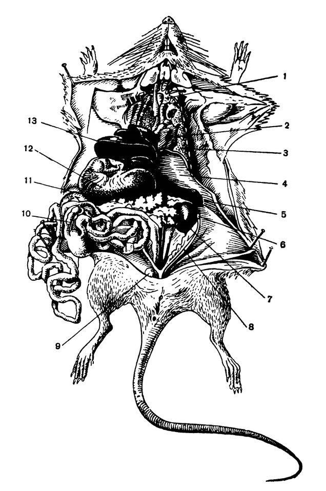 Внутренние органы крысы