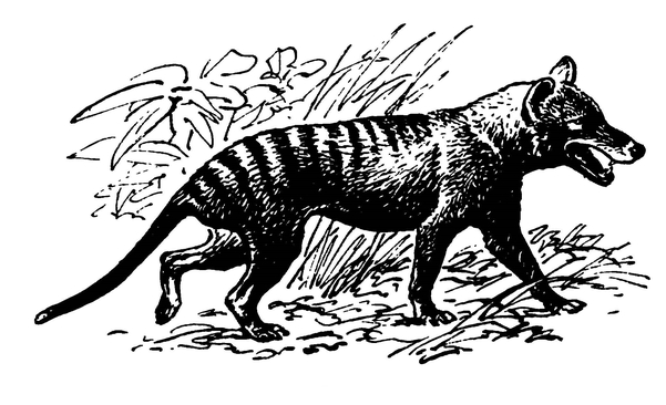 Тасманийский сумчатый волк
