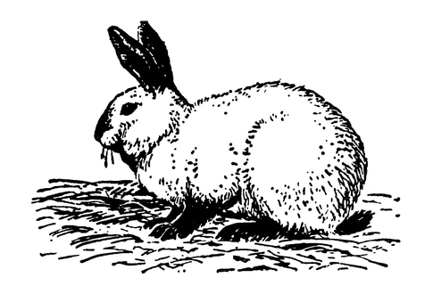 Русский горностаевый кролик