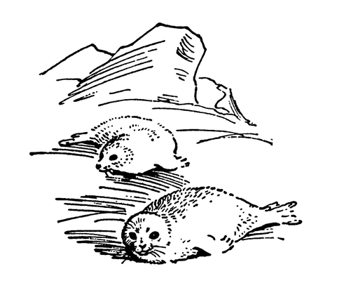 Бельки (детёныши тюленей)