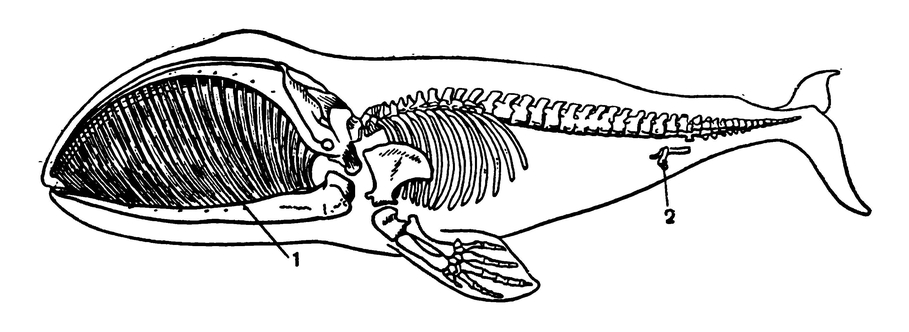 Скелет гренландского кита с показанным на нём пластинками китового уса (1) и остатками тазового пояса (2)