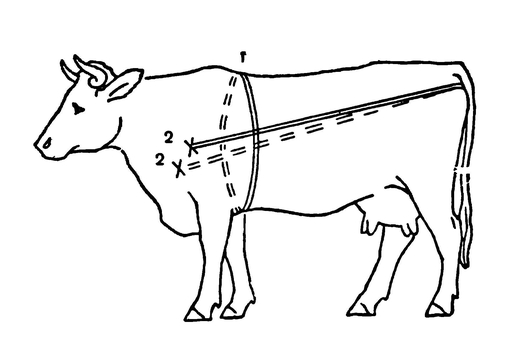 Определение живого веса коровы путём обмера