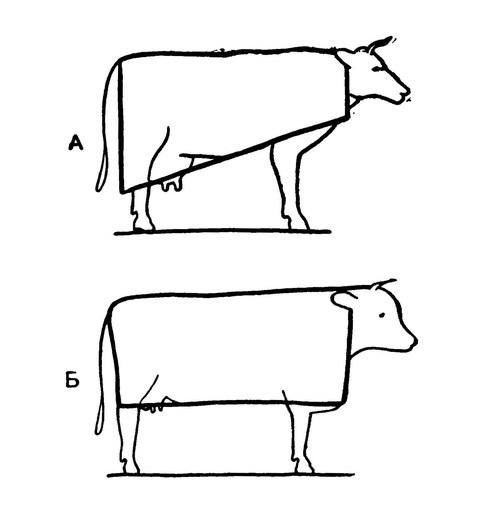 Схема внешнего облика молочного (А) и мясного (Б) скота