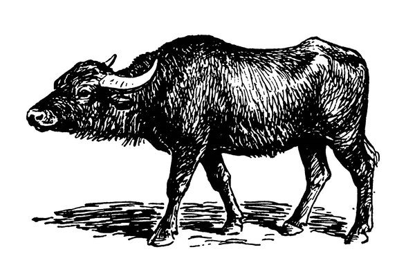 Домашний буйвол
