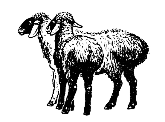 Курдючная овца (вид сбоку и сзади)