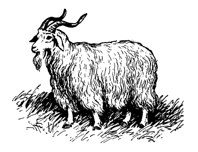 Ангорская коза