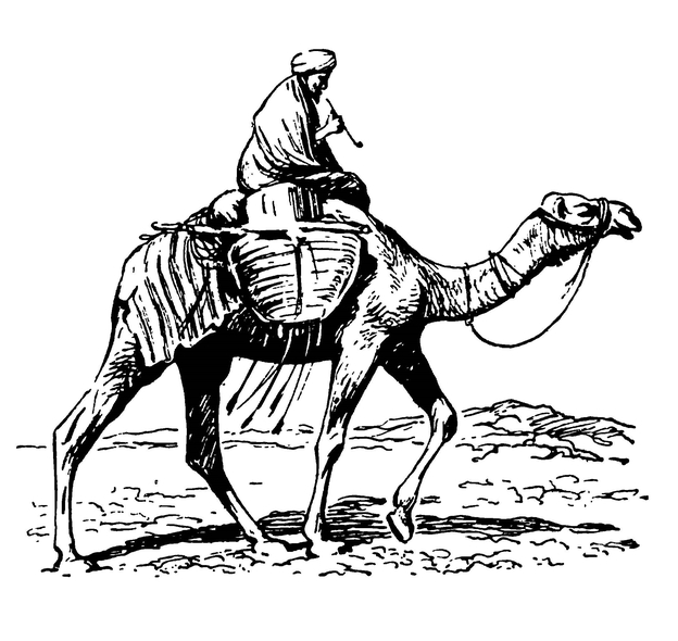 Одногорбый верблюд