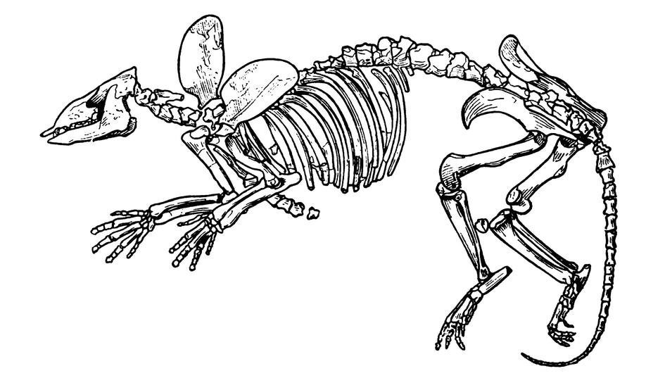 Скелет фенакода
