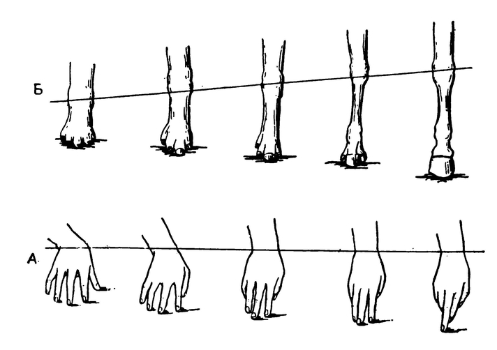 Последовательное изменения положения кисти человеческой руки (А), иллюстрирующие происхождения однопалой конечности лошади (Б)