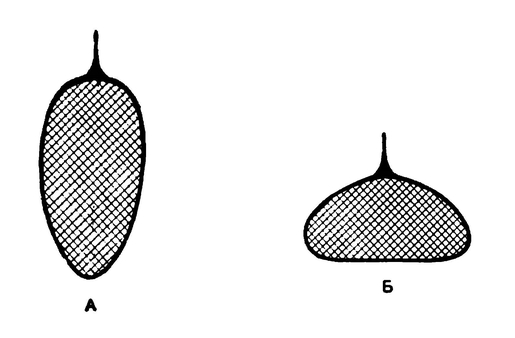 Схематический поперечный разрез через тело нектонной (А) и донной (Б) рыб