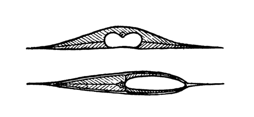 Схемы поперечных разрезов донных рыб — ската (вверху) и камбалы (внизу)