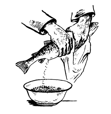 Добывание икры у лосося при искусственном оплодотворении