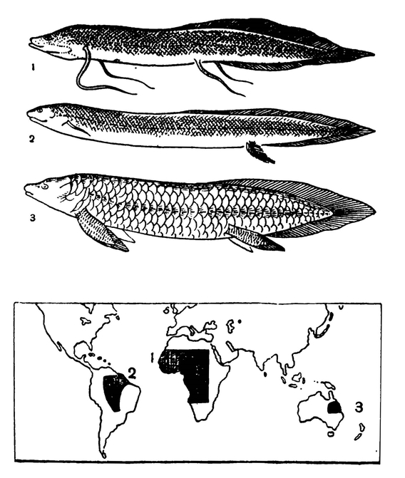 Двоякодыщащие рыбы и их распространение