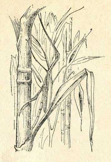 Палочник на бамбуковом тростнике