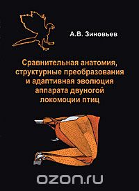 Сравнительная анатомия, структурные преобразования и адаптивная эволюция аппарата двуногой локомоции птиц