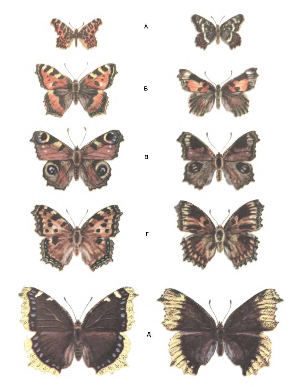 Влияние температуры на изменение окраски бабочек