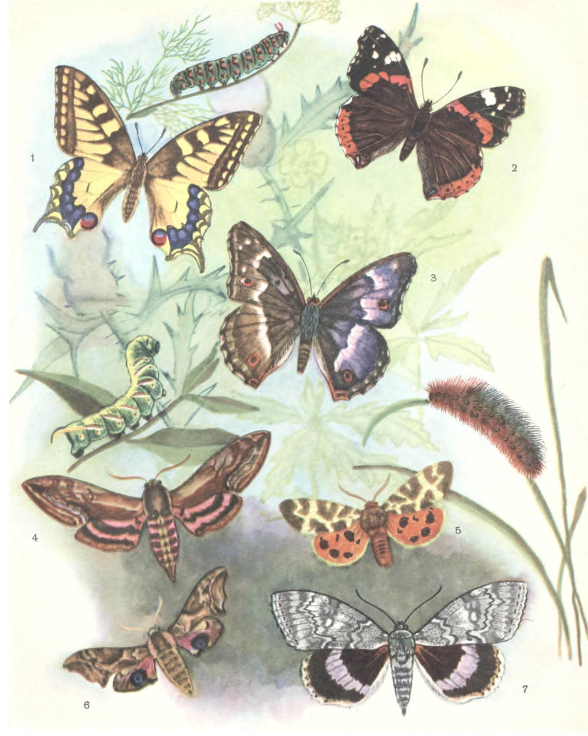 Бабочки нашей фауны