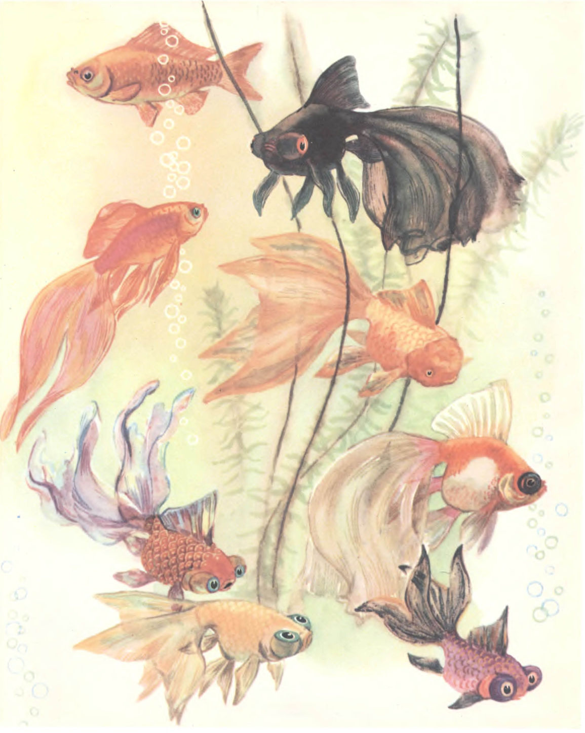 Разновидности золотой рыбки