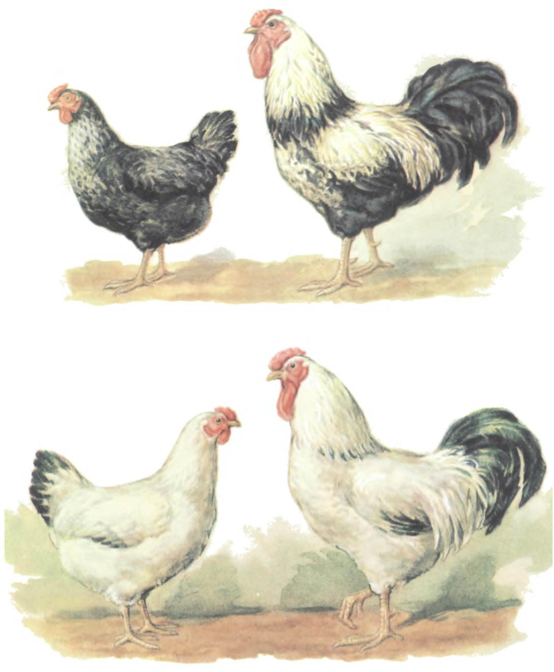 Отечественные породы кур