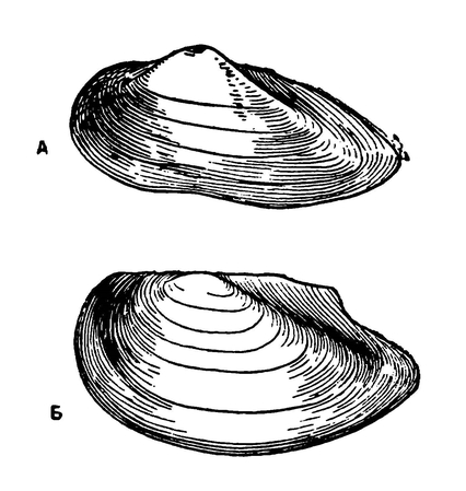 Раковины перловицы (А) и беззубки (Б)