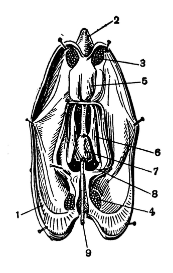 Беззубка, вскрытая со спинной стороны