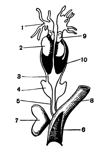Мочеполовые органы самца лягушки